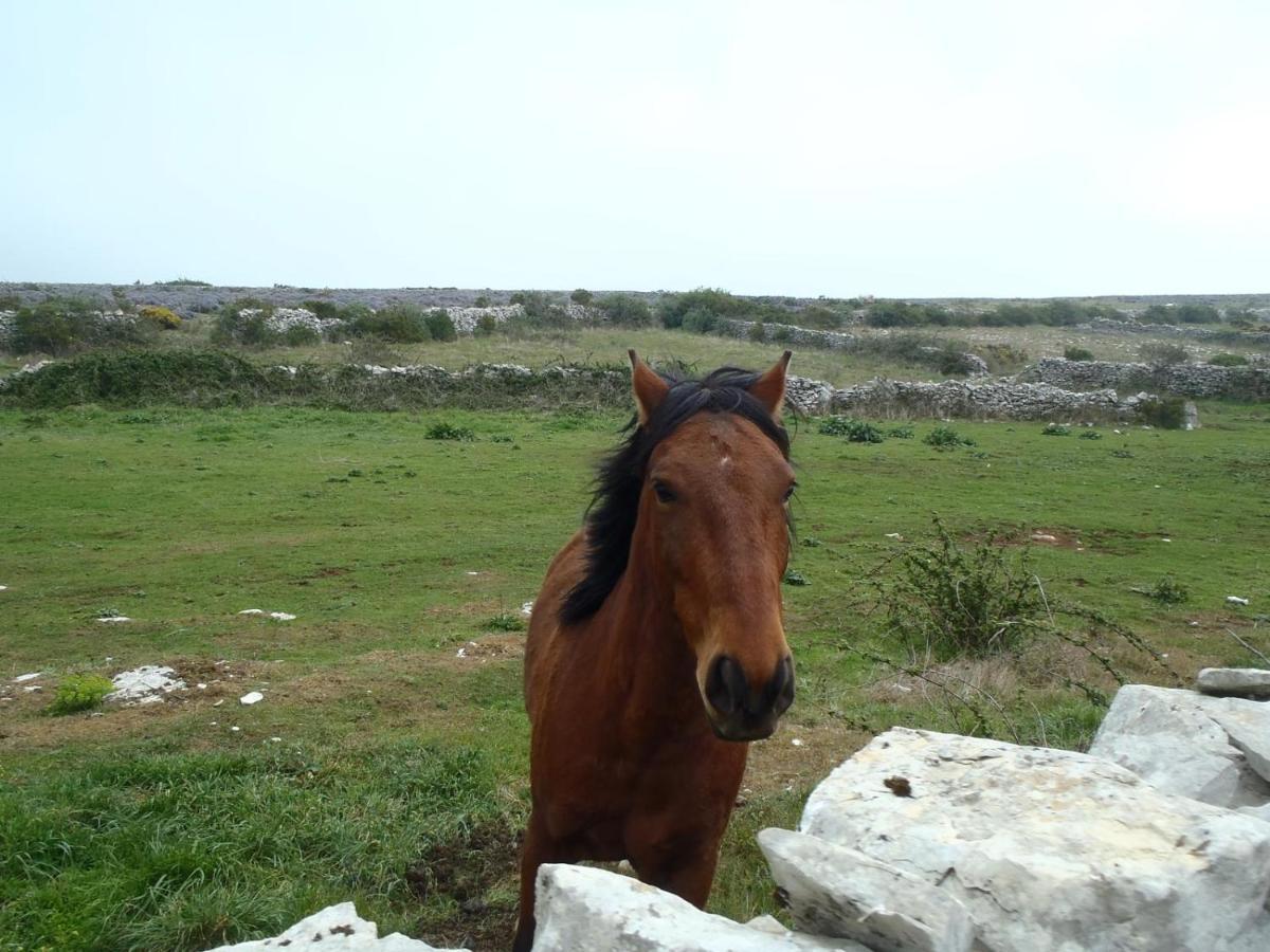 A Casa Da Serra - Alojamento Local Casal Velho Eksteriør billede